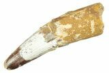 Fossil Spinosaurus Tooth - Real Dinosaur Tooth #218441-1
